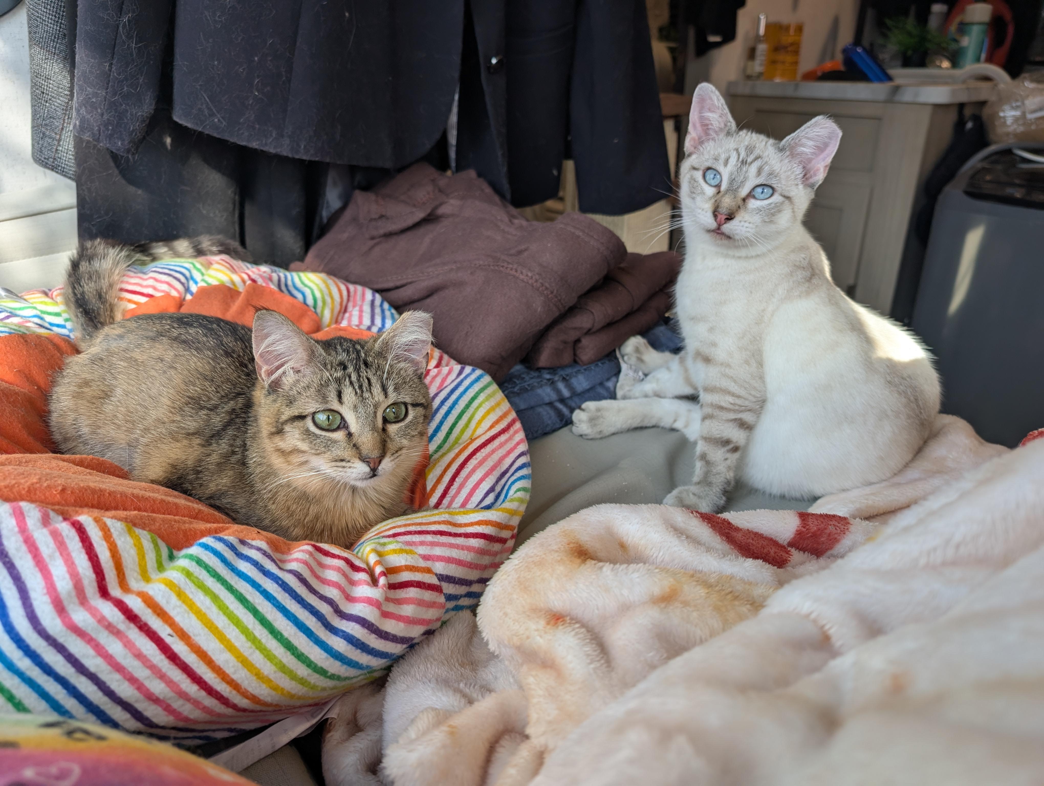 Enlarge Stripes, a Adoptable mixed breed in Cleburne, TX image 2/3