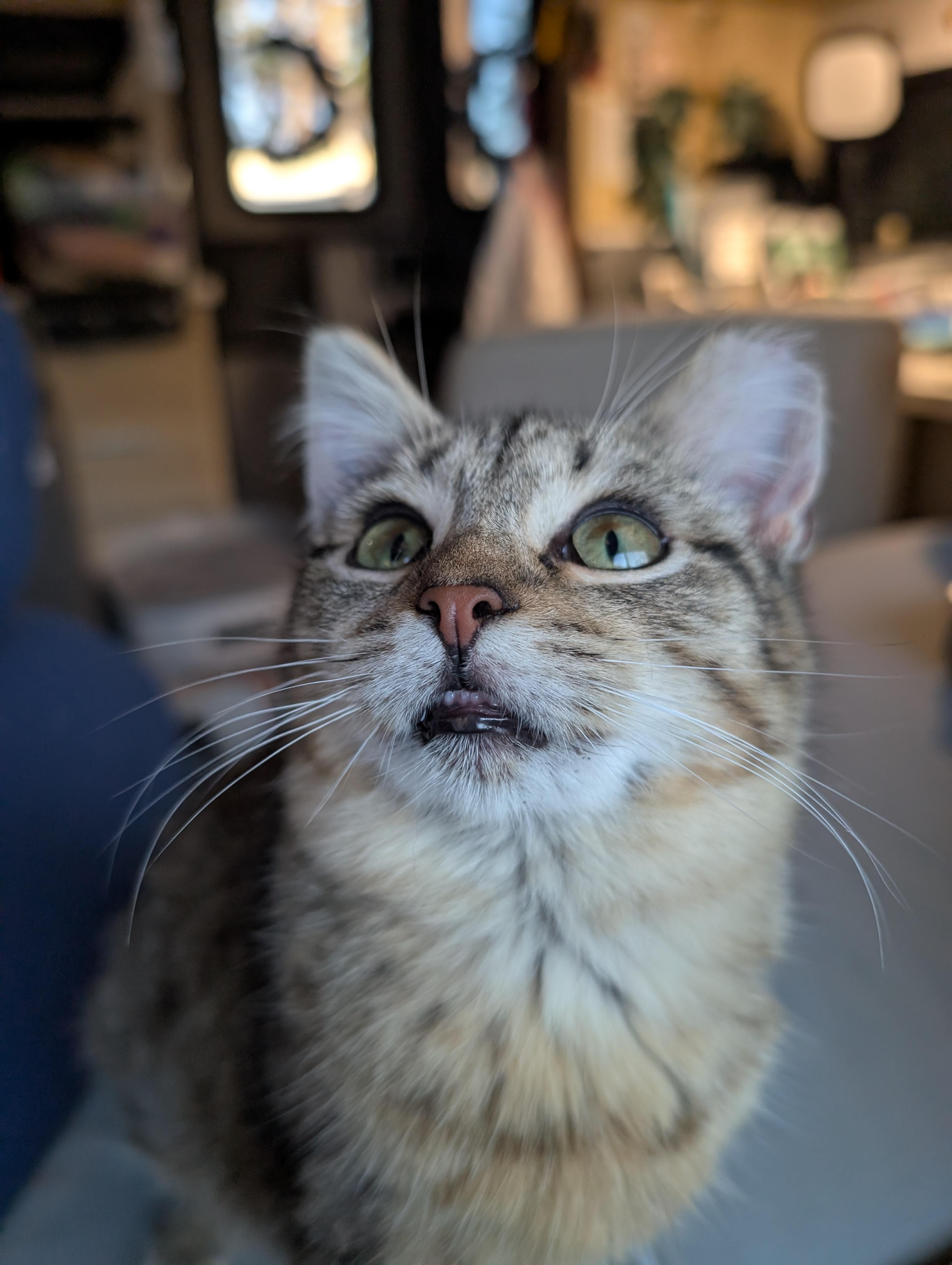 Enlarge Stripes, a Adoptable mixed breed in Cleburne, TX image 3/3