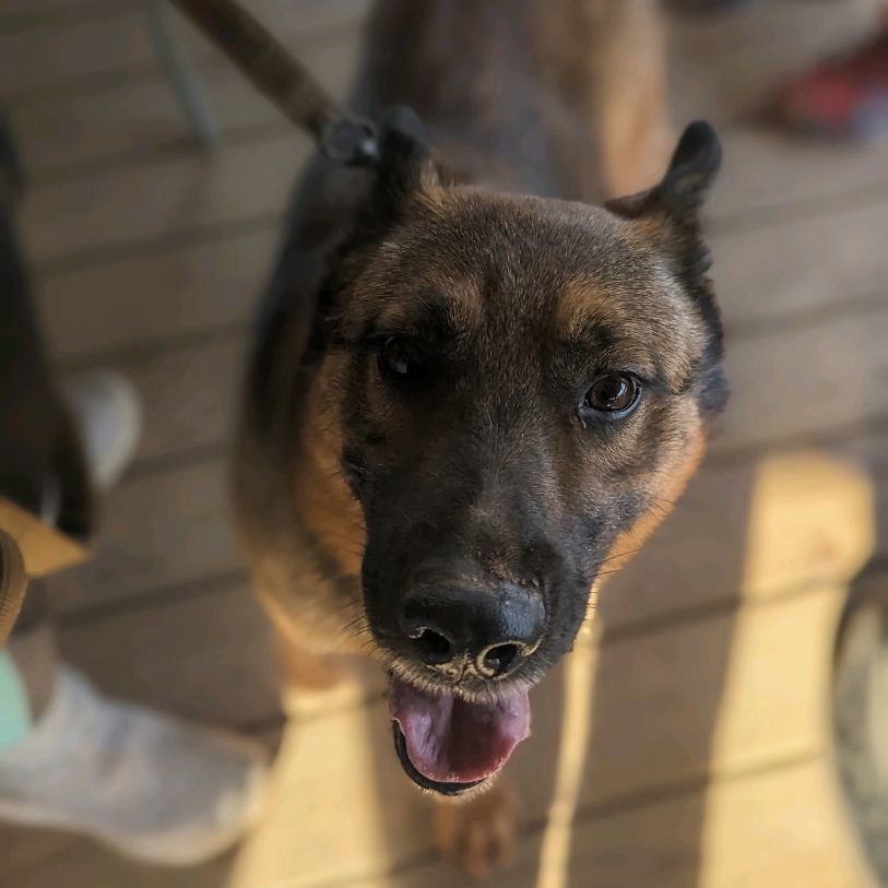 Clutch, a Adoptable mixed breed in Cumming, GA image 2/6