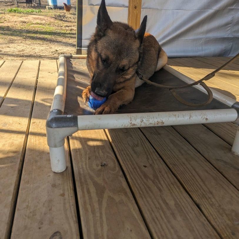 Clutch, a Adoptable mixed breed in Cumming, GA image 4/6