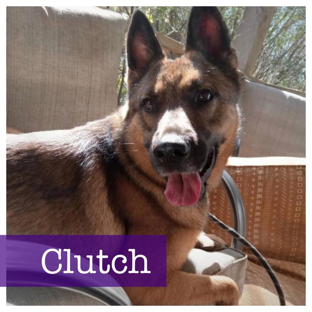 Clutch, a Adoptable mixed breed in Cumming, GA image 1/6