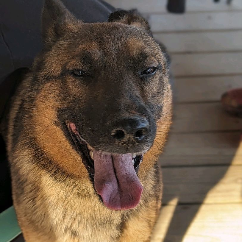 Clutch, a Adoptable mixed breed in Cumming, GA image 6/6