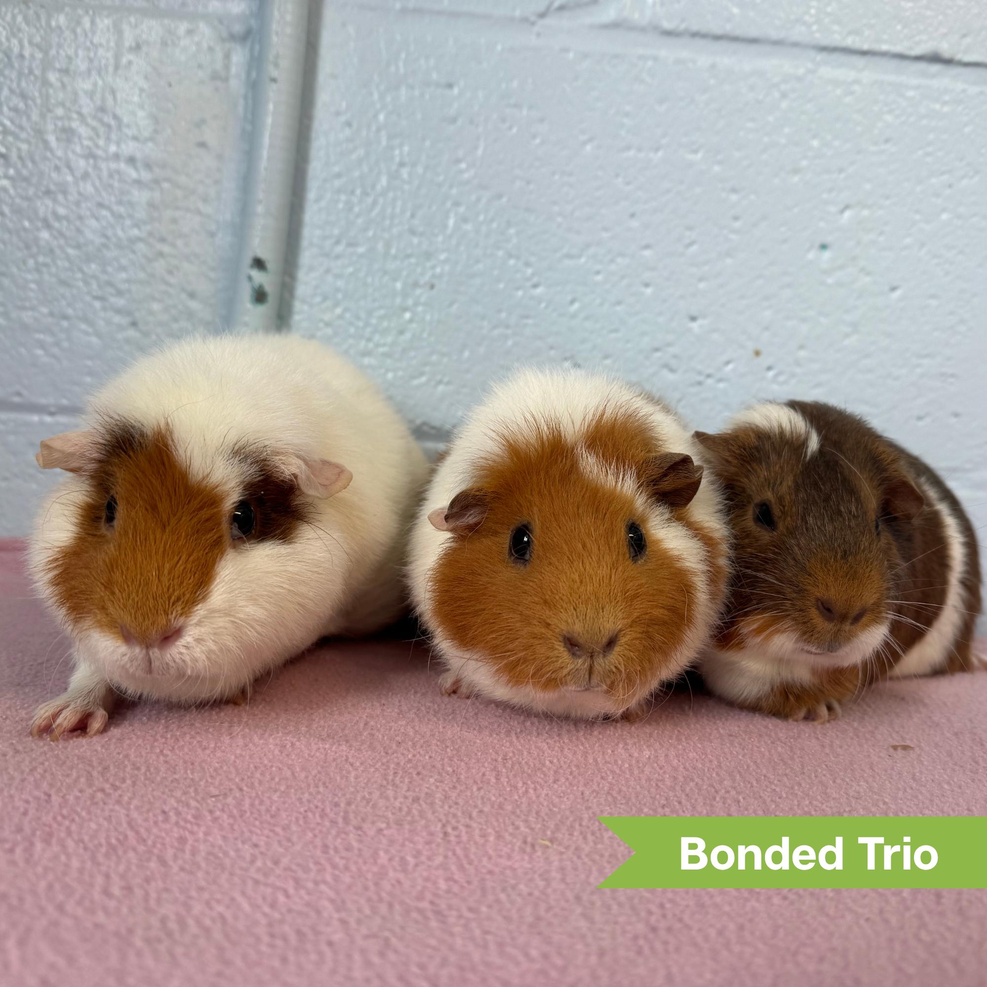 Enlarge Timber (bonded w/ Syl & Pattern), a Adoptable Guinea Pig in Reisterstown, MD image 1/1