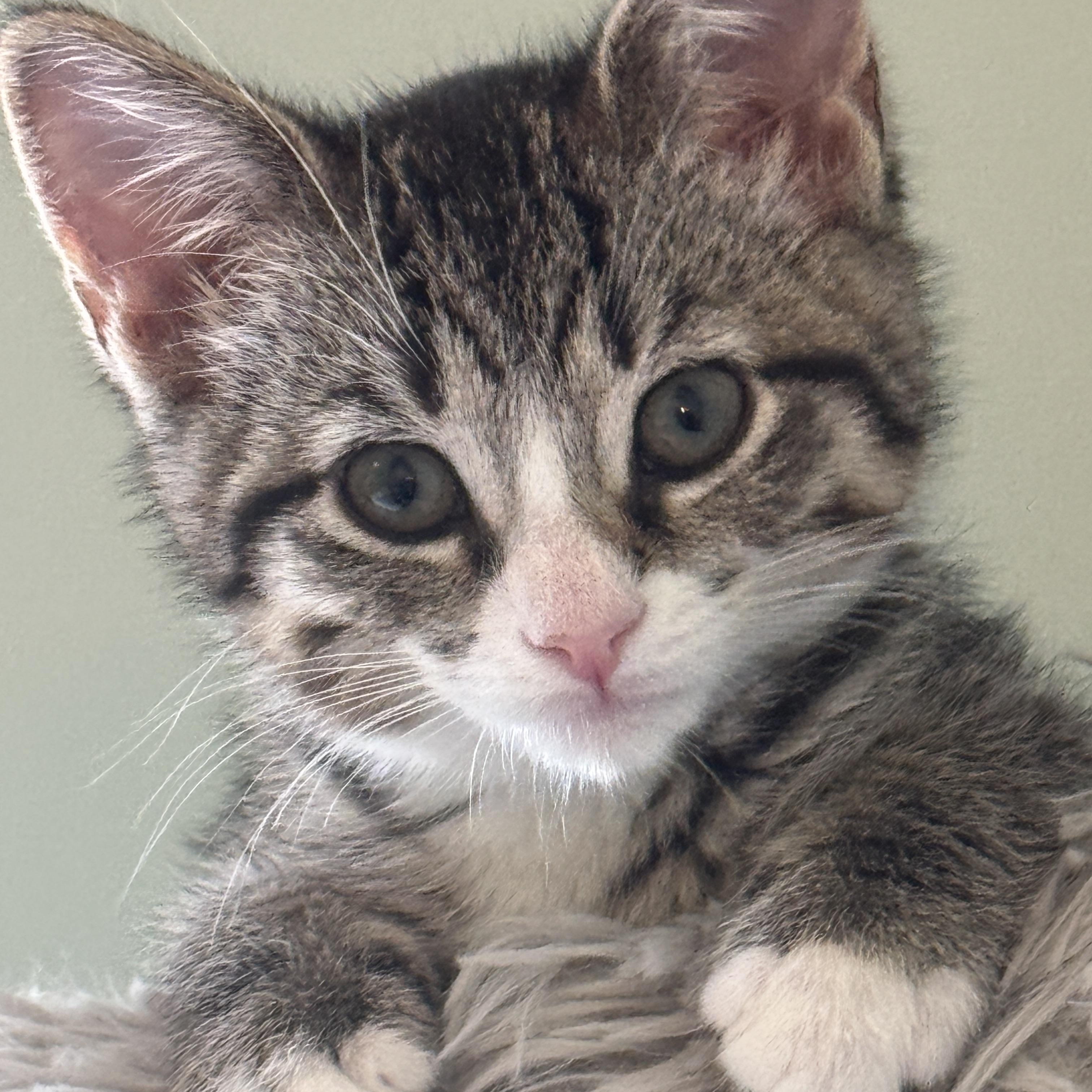 Enlarge Mimosa, a Adoptable Domestic Short Hair in Cleveland Heights, OH image 2/6