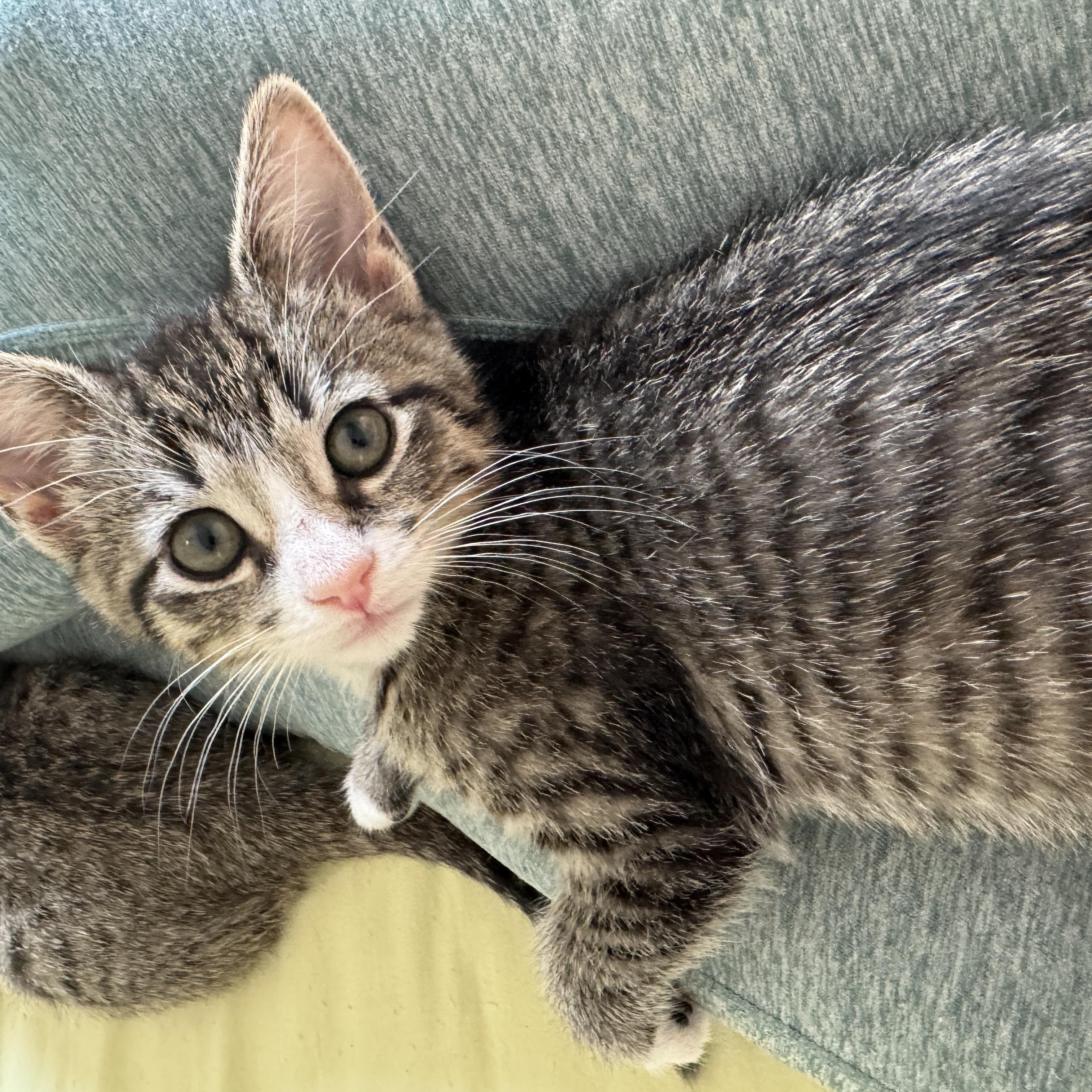 Enlarge Mimosa, a Adoptable Domestic Short Hair in Cleveland Heights, OH image 4/6