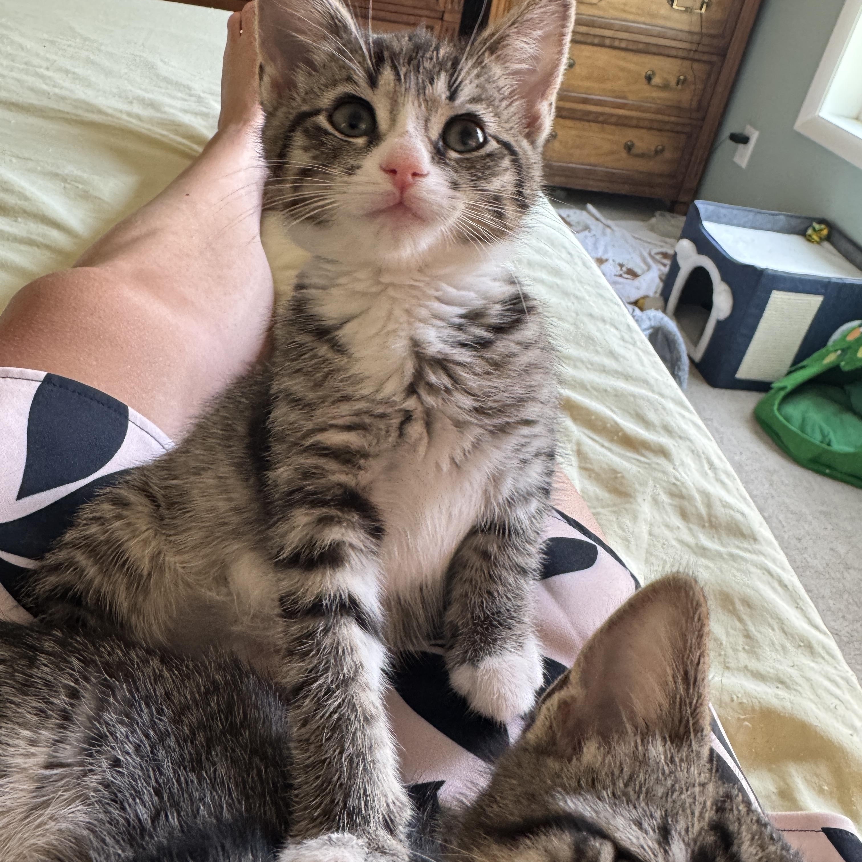 Enlarge Mimosa, a Adoptable Domestic Short Hair in Cleveland Heights, OH image 6/6