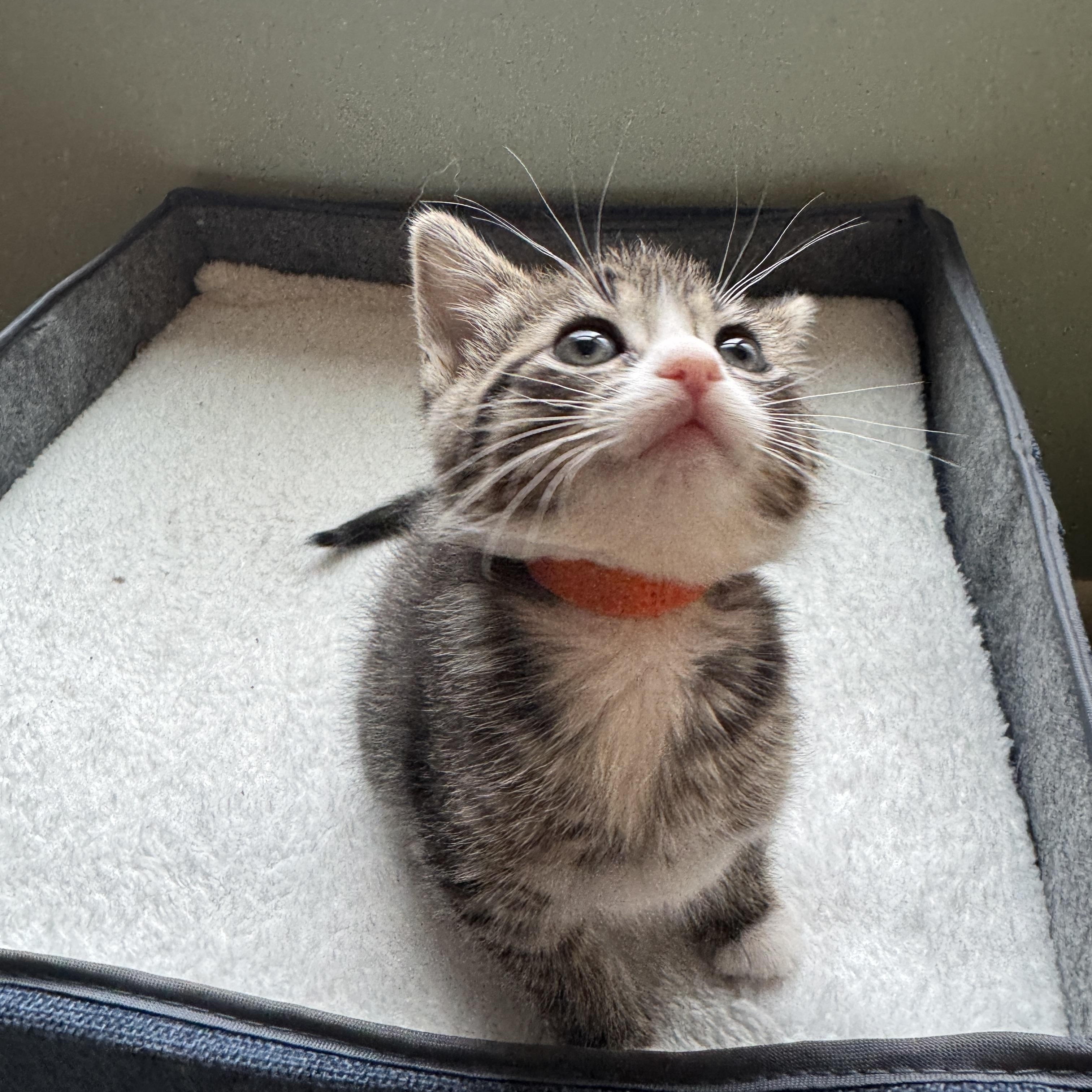 Enlarge Mimosa, a Adoptable Domestic Short Hair in Cleveland Heights, OH image 1/6