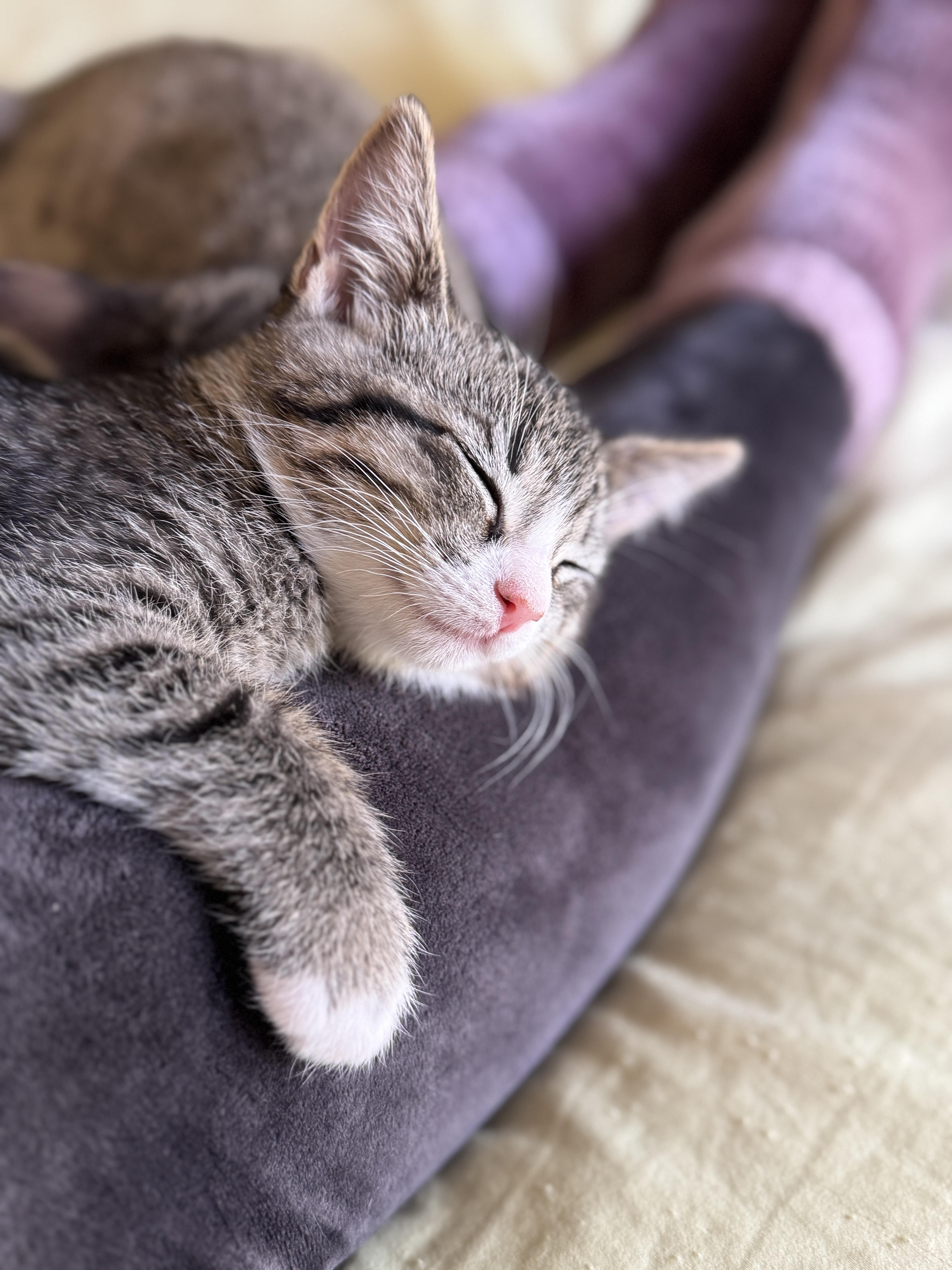 Enlarge Mimosa, a Adoptable Domestic Short Hair in Cleveland Heights, OH image 5/6