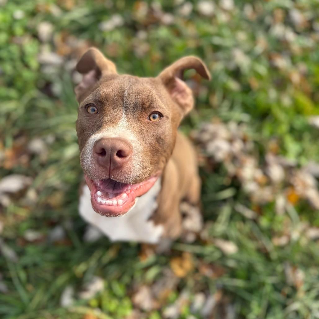 Julius, Adoptable, Young Male Boxer & Mixed Breed.