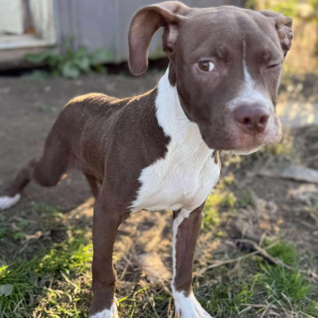 Enlarge Julius, a Adoptable mixed breed in Ferndale, MI image 2/6