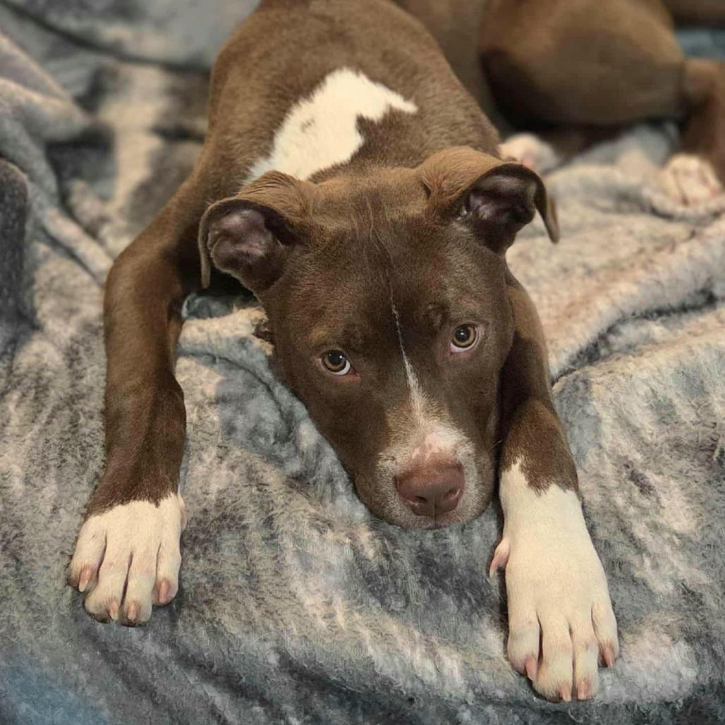 Enlarge Julius, a Adoptable mixed breed in Ferndale, MI image 3/6