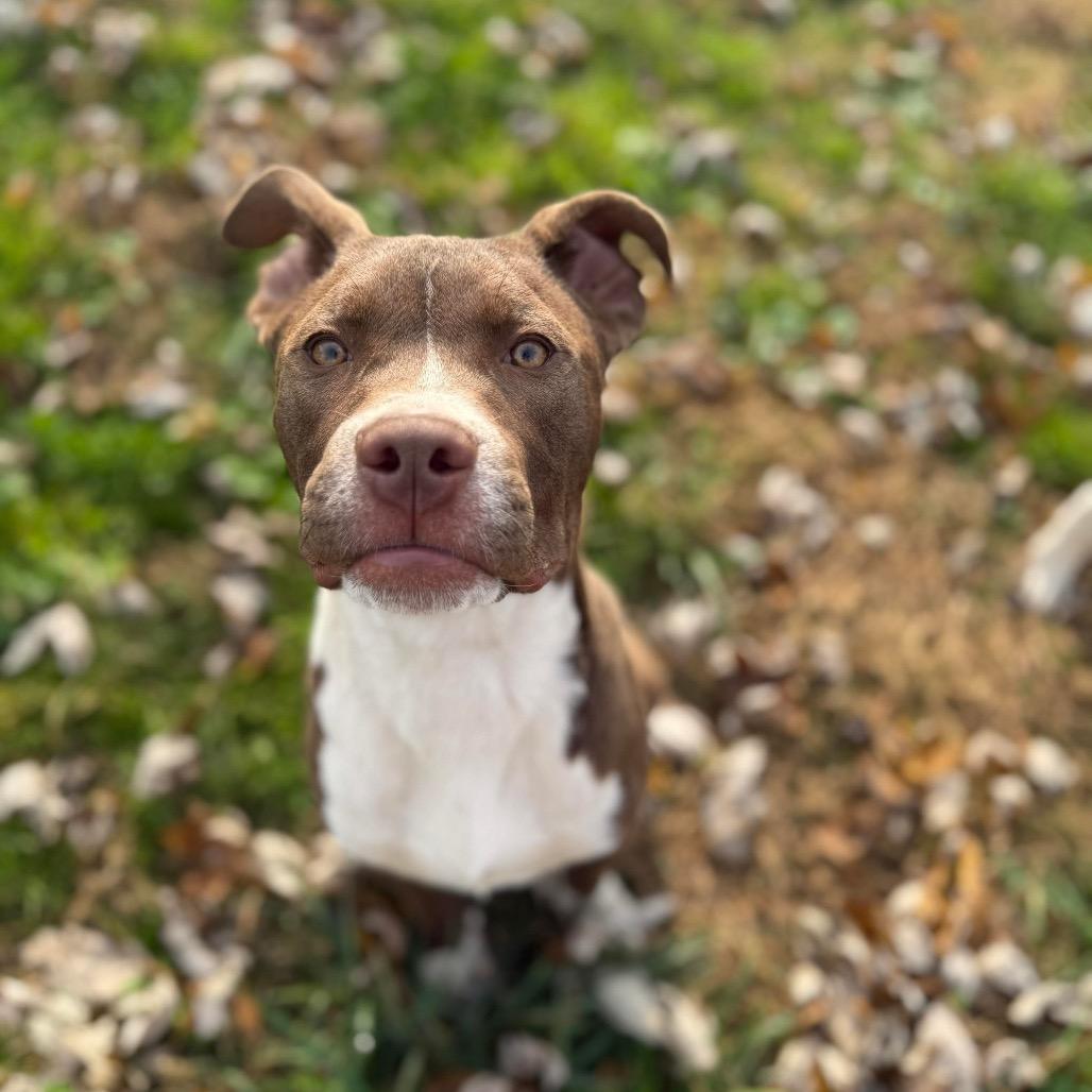 Enlarge Julius, a Adoptable mixed breed in Ferndale, MI image 4/6