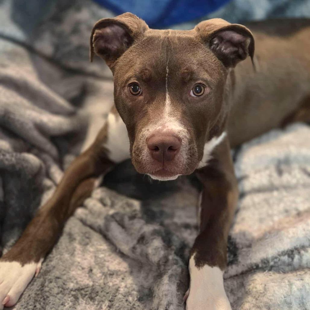 Enlarge Julius, a Adoptable mixed breed in Ferndale, MI image 6/6