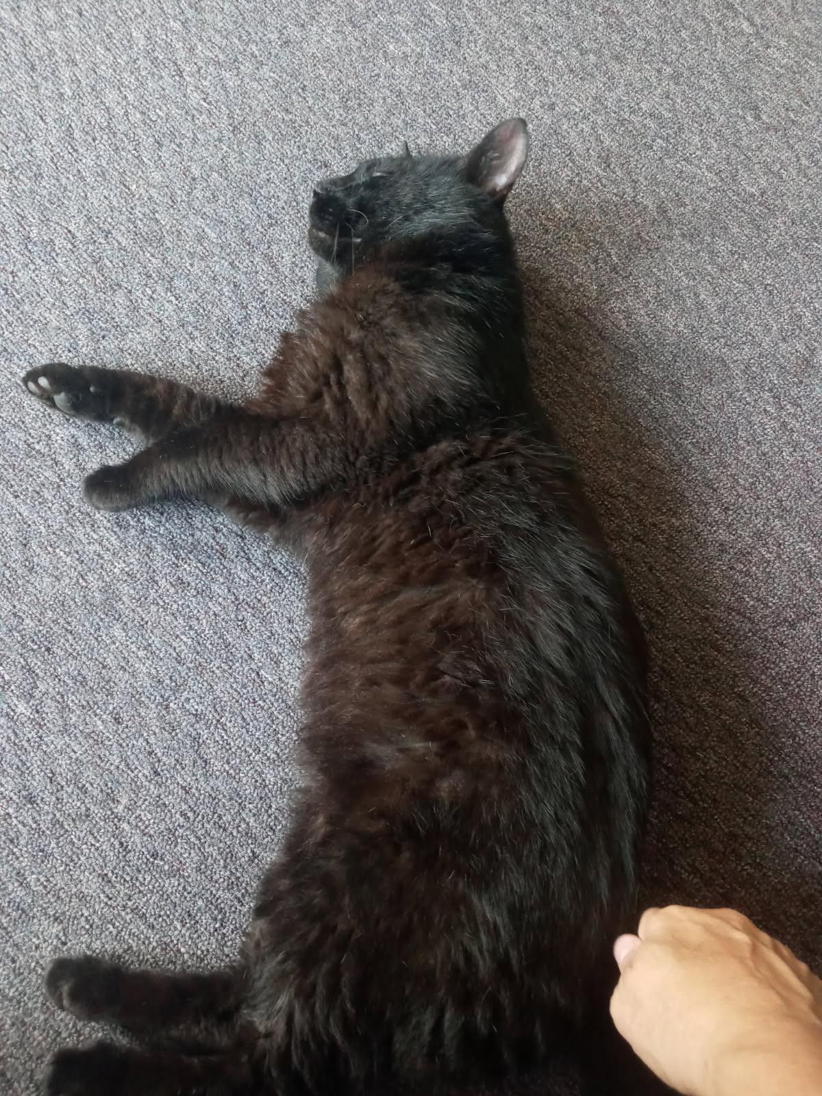 cole, Adopted, Adult Male Domestic Short Hair.