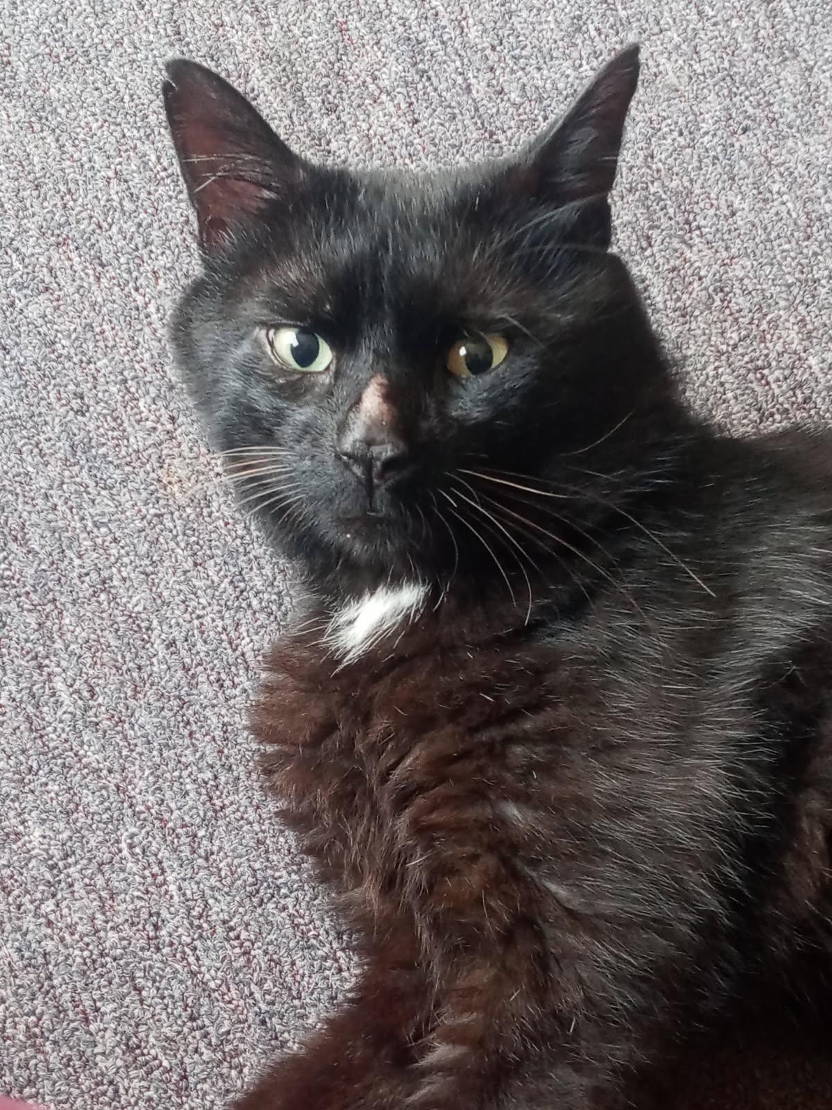 Enlarge cole, a Adopted Domestic Short Hair in Brewerton, NY image 2/3