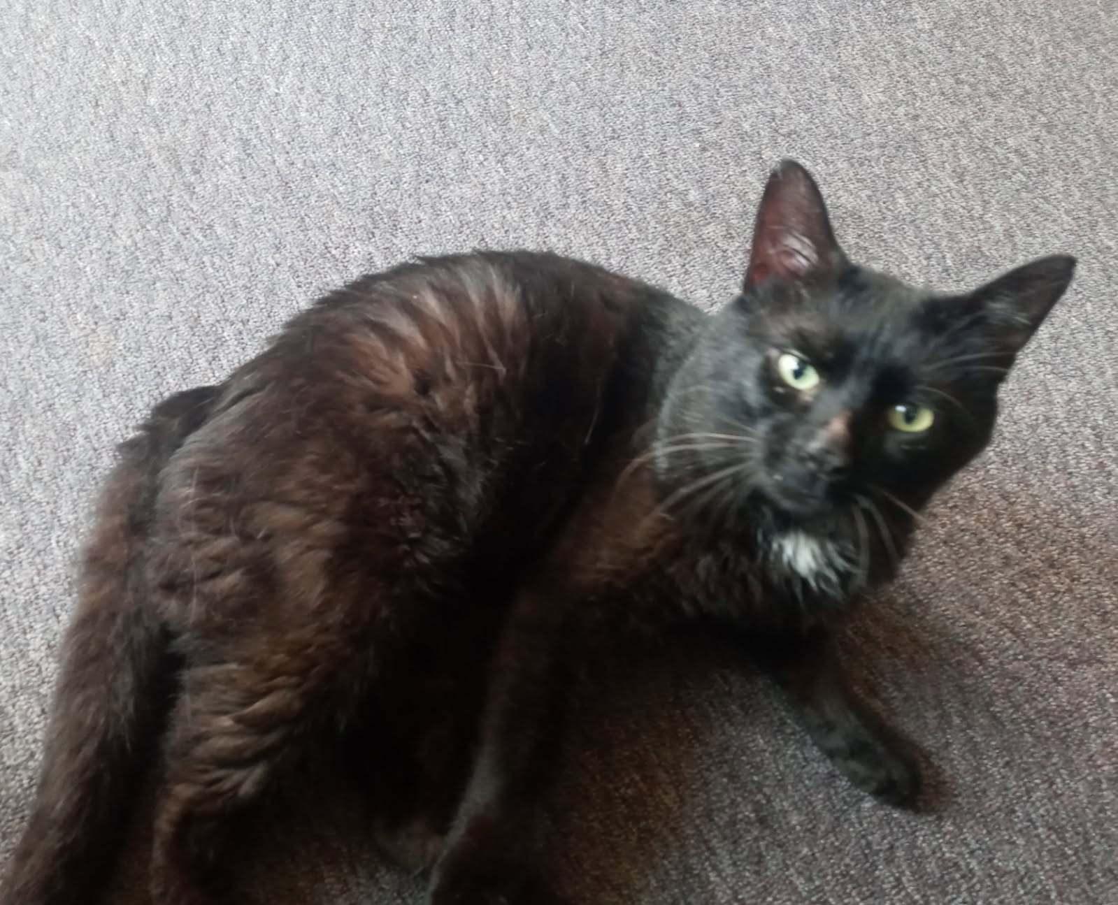 Enlarge cole, a Adopted Domestic Short Hair in Brewerton, NY image 3/3