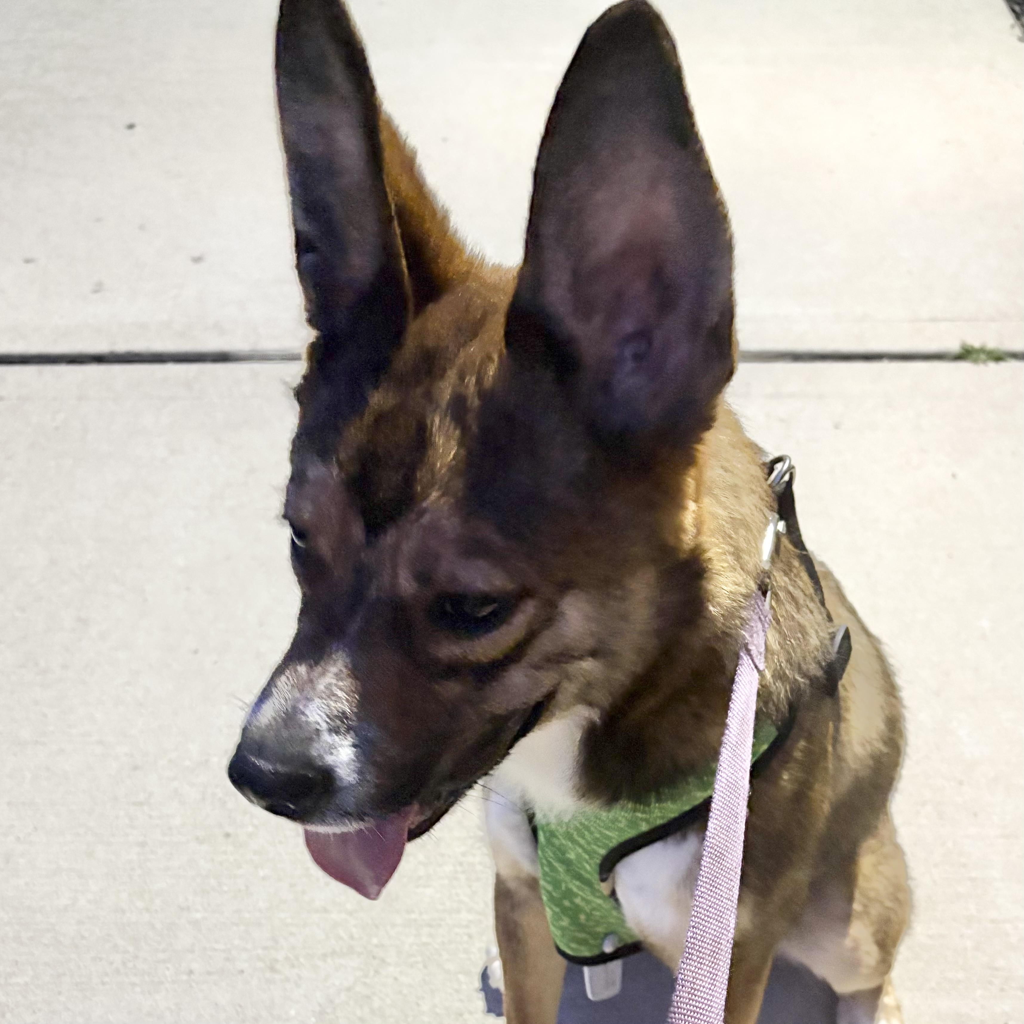 Charlie, a Adoptable mixed breed in Pittstown, NJ image 2/2