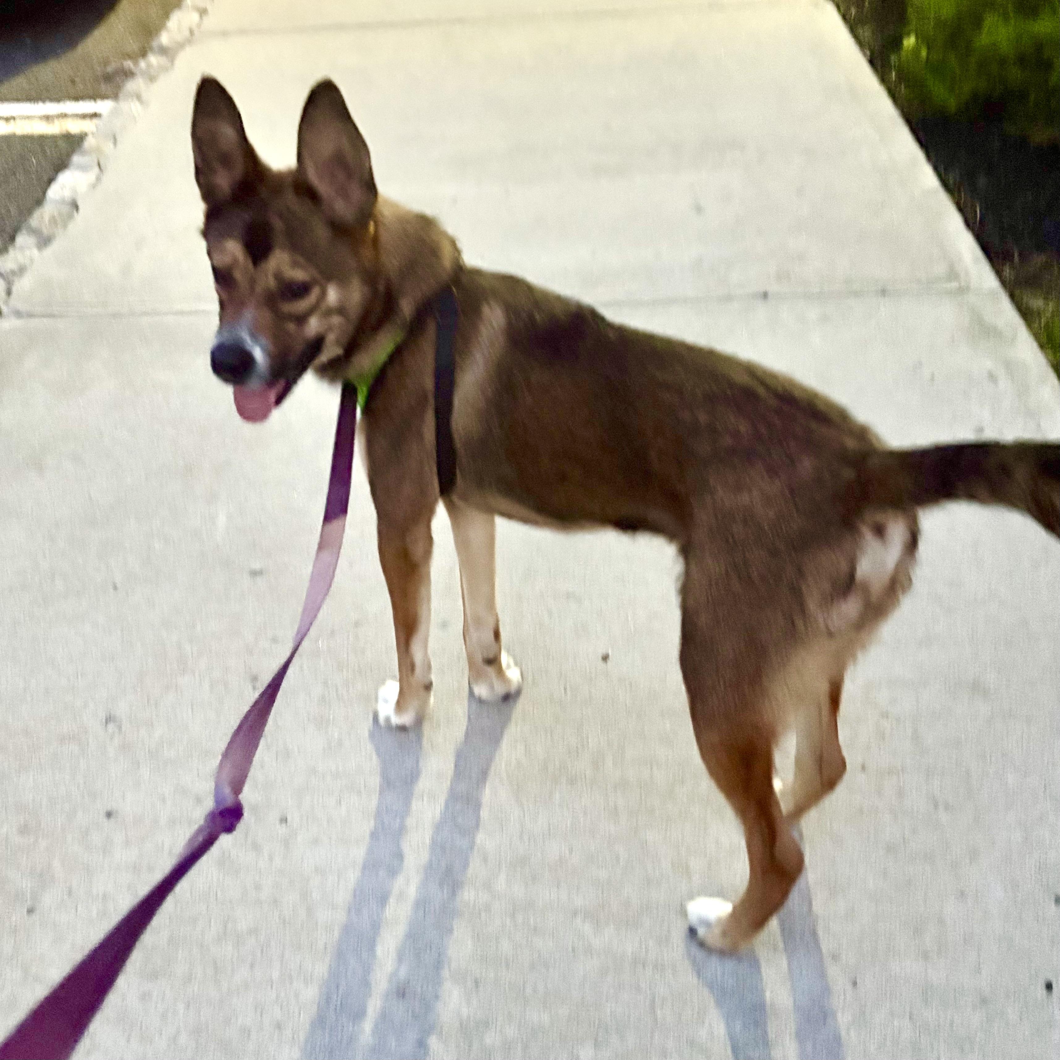 Charlie, a Adoptable mixed breed in Pittstown, NJ image 1/2