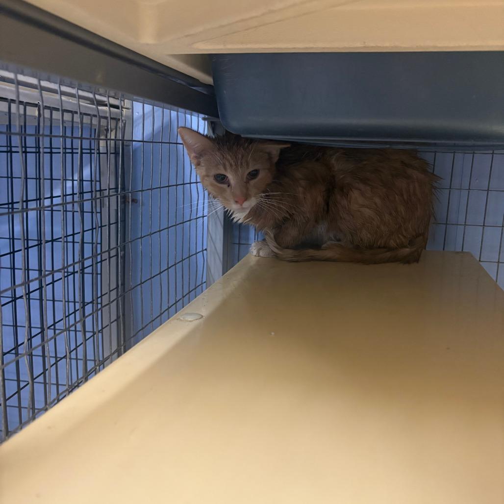 Zira, Adoptable, Young Male Domestic Short Hair.