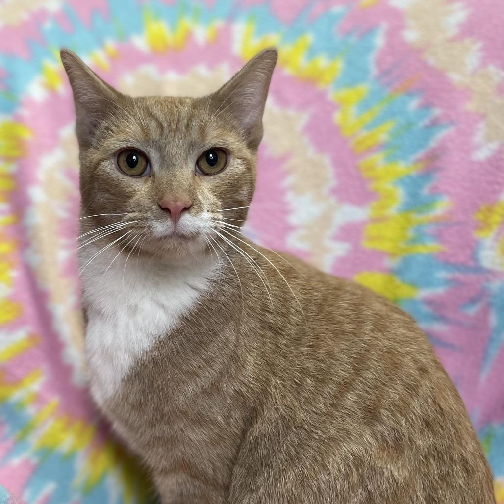 Enlarge Zira, a Adoptable Domestic Short Hair in Tipton, IA image 2/2