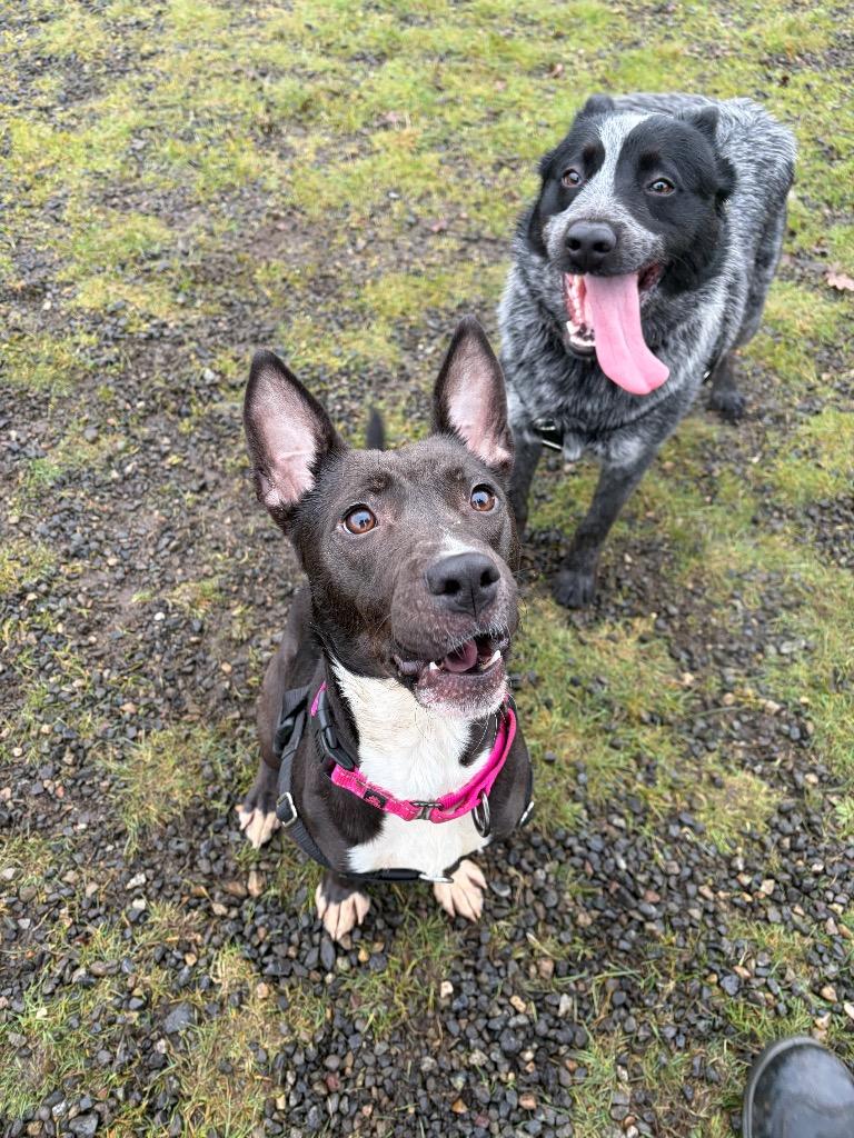 Enlarge Ezma, a Adoptable mixed breed in St. Helens, OR image 2/6