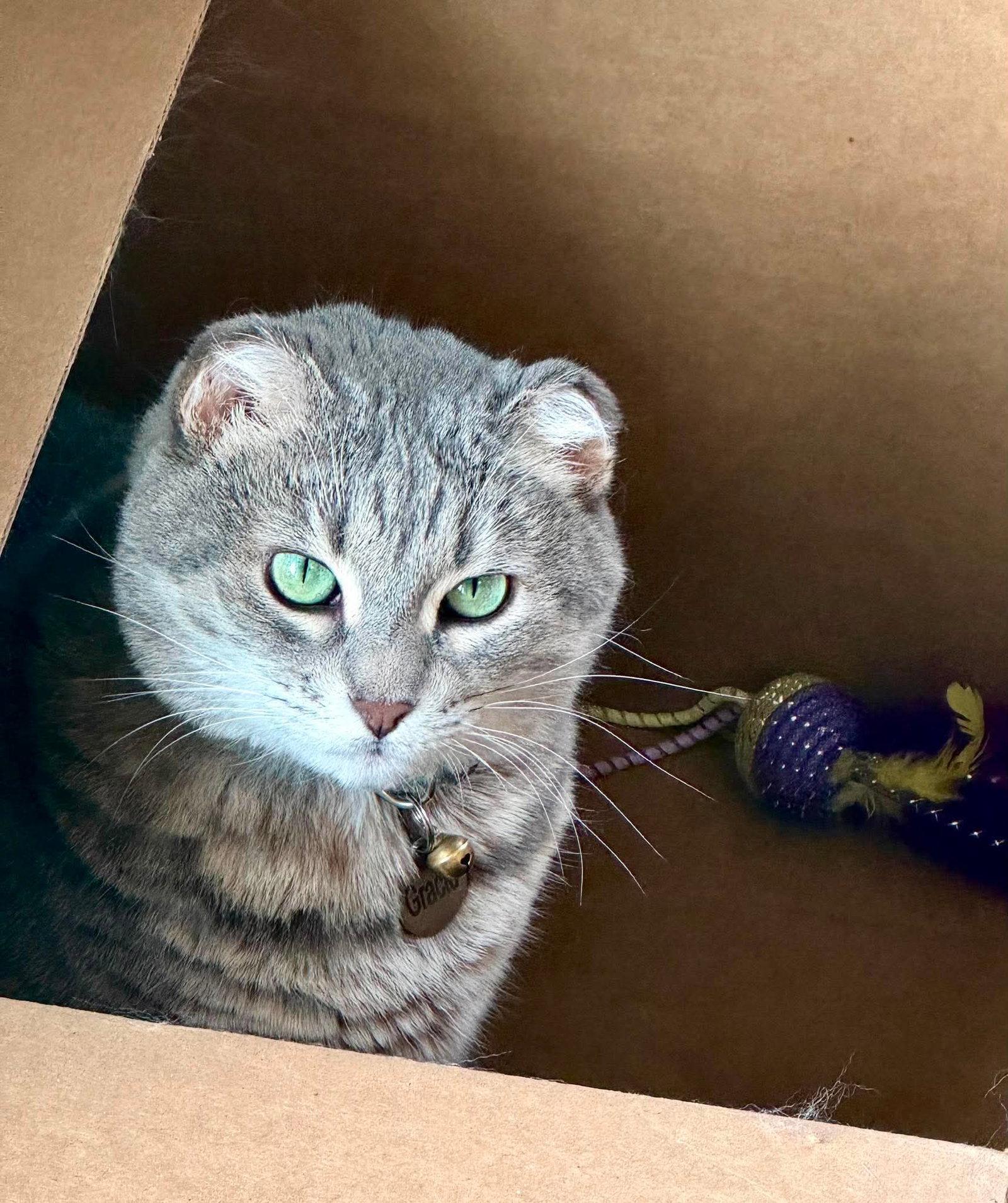 Gracie, Adoptable, Adult Female Domestic Short Hair.