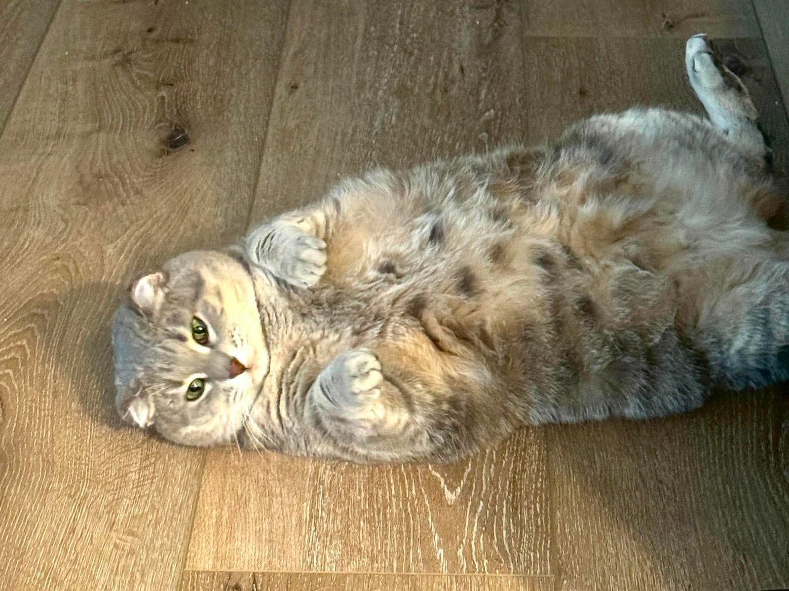 Gracie, a Adoptable Domestic Short Hair in Alexandria, MN image 2/3
