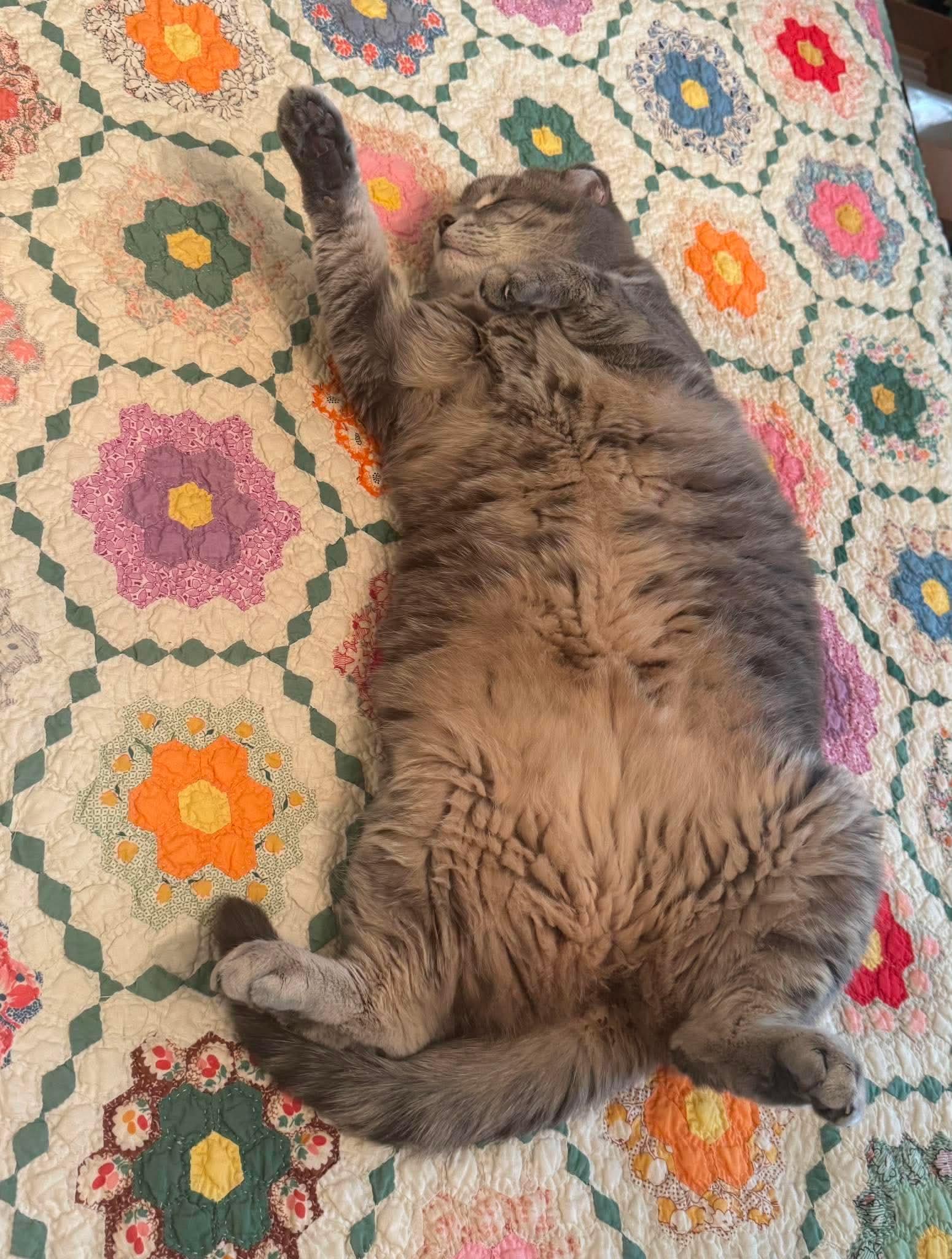 Gracie, a Adoptable Domestic Short Hair in Alexandria, MN image 3/3
