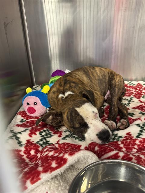 Enlarge Thurman (formerly Pumpkin Pie) - URGENT, a Adoptable Pit Bull Terrier in Thousand Oaks, CA image 1/1