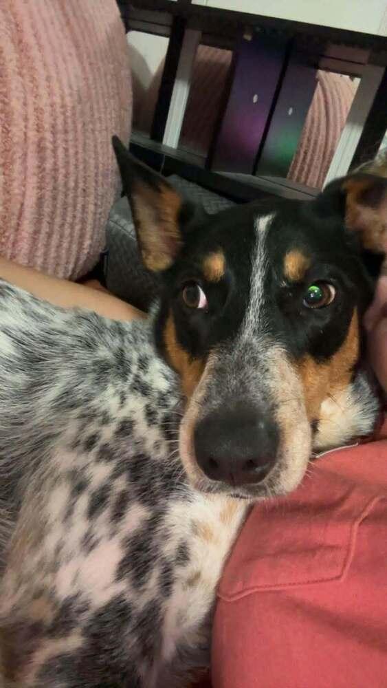 Autumn : Bluey, Adoptable, Adult Female Australian Cattle Dog / Blue Heeler & Great Pyrenees.