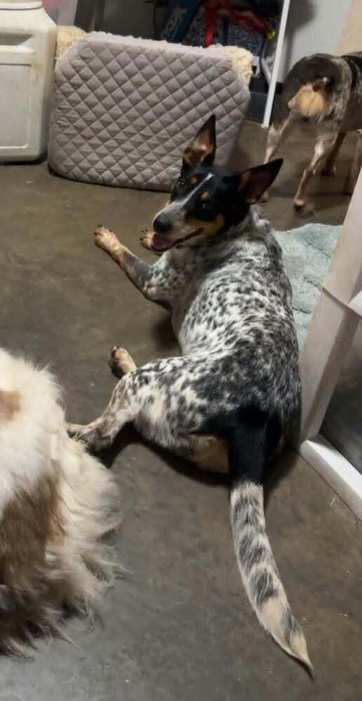 Enlarge Autumn : Bluey, a Adoptable mixed breed in Aurora, IN image 3/6