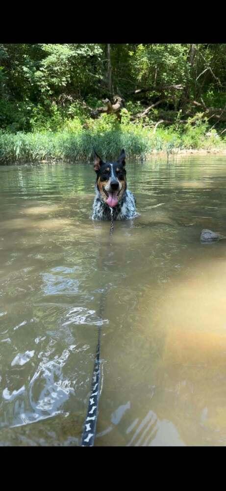 Enlarge Autumn : Bluey, a Adoptable mixed breed in Aurora, IN image 5/6
