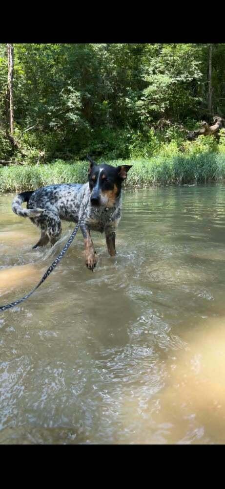 Enlarge Autumn : Bluey, a Adoptable mixed breed in Aurora, IN image 6/6