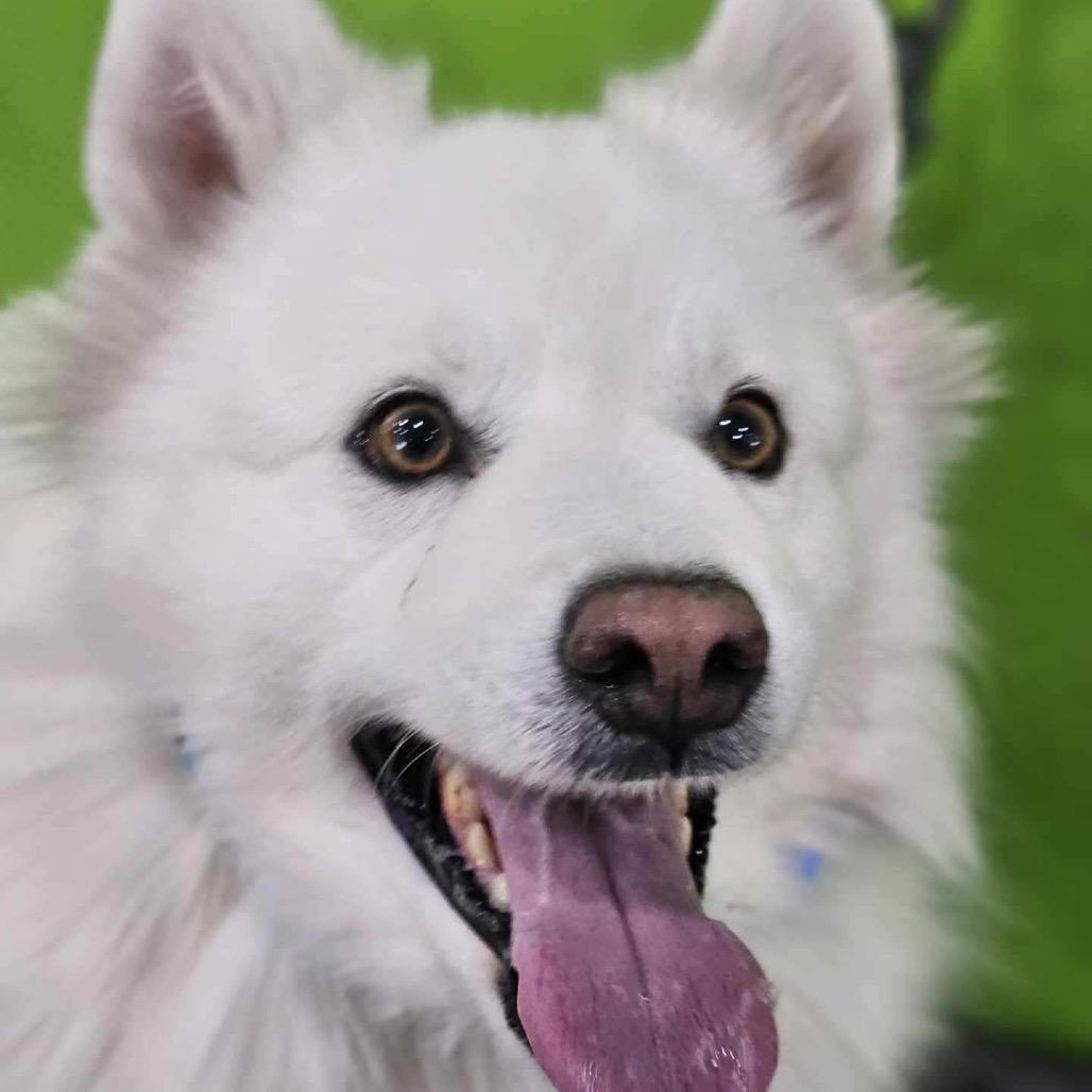 Harrier FOSTER NEEDED, Adoptable, Adult Male American Eskimo Dog & Spitz.