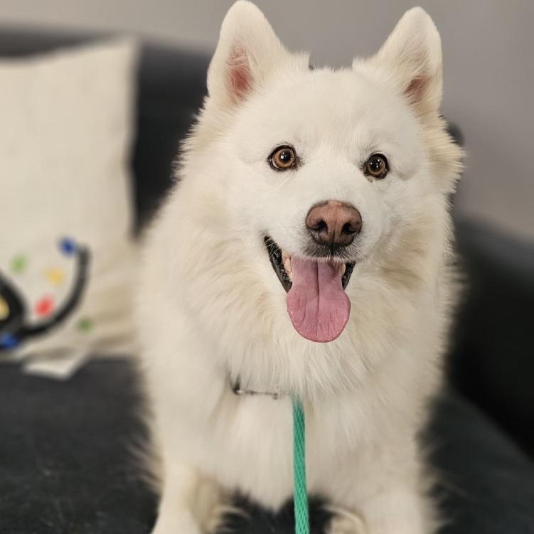 Enlarge Harrier, a Adoptable mixed breed in Phoenix, MD image 3/4