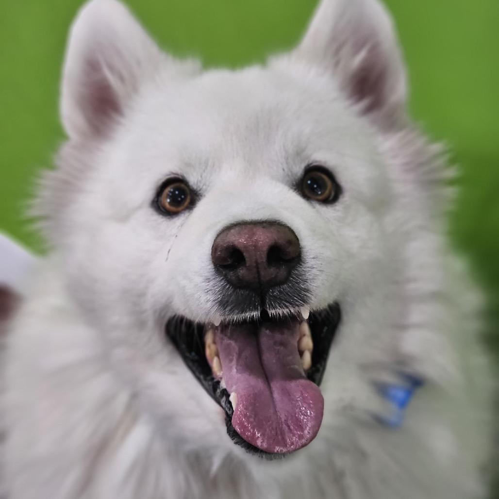 Enlarge Harrier, a Adoptable mixed breed in Phoenix, MD image 4/4