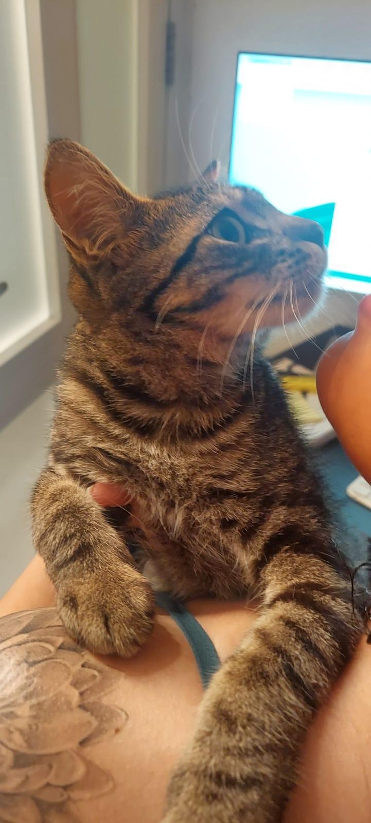 Enlarge Pixel, a Adoptable Domestic Short Hair in Aibonito, PR image 2/5