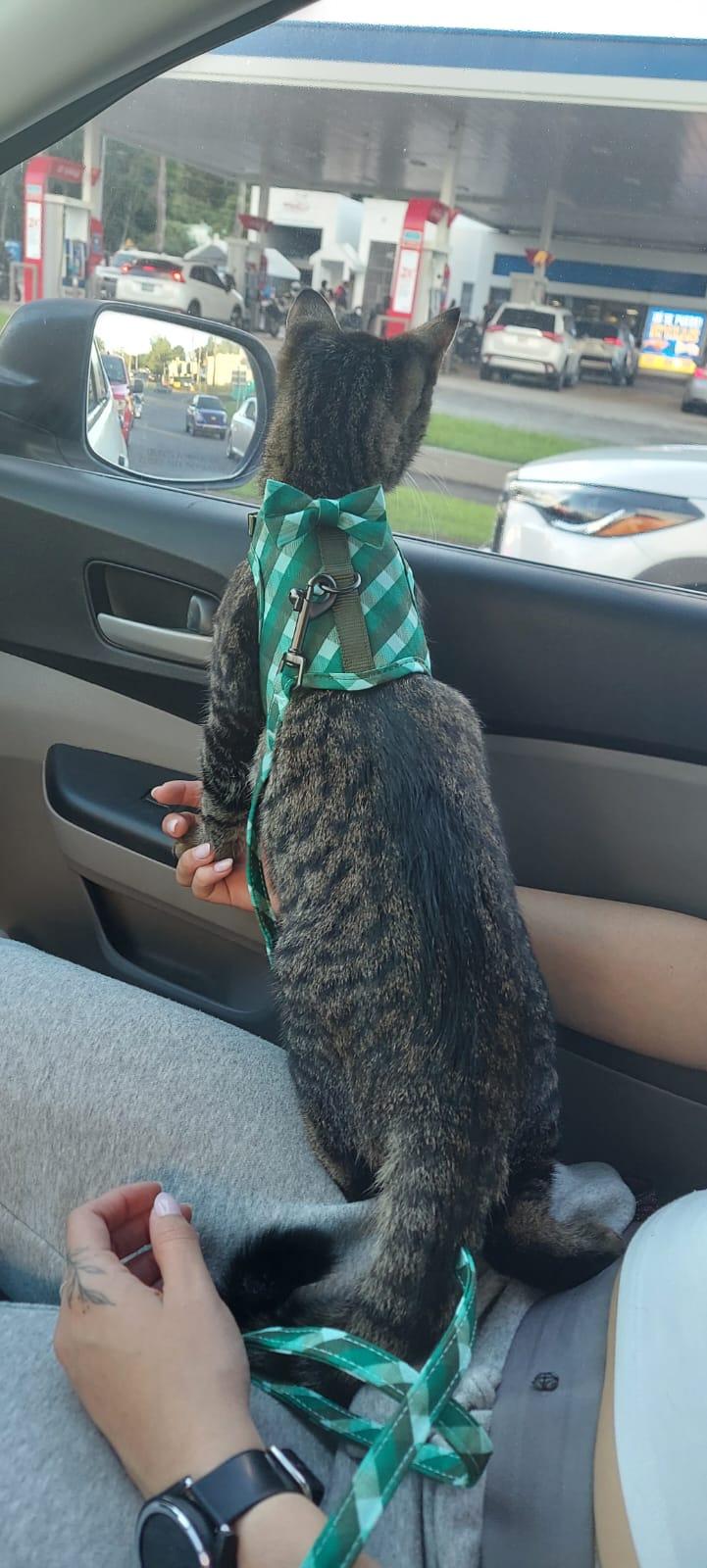 Enlarge Pixel, a Adoptable Domestic Short Hair in Aibonito, PR image 5/5