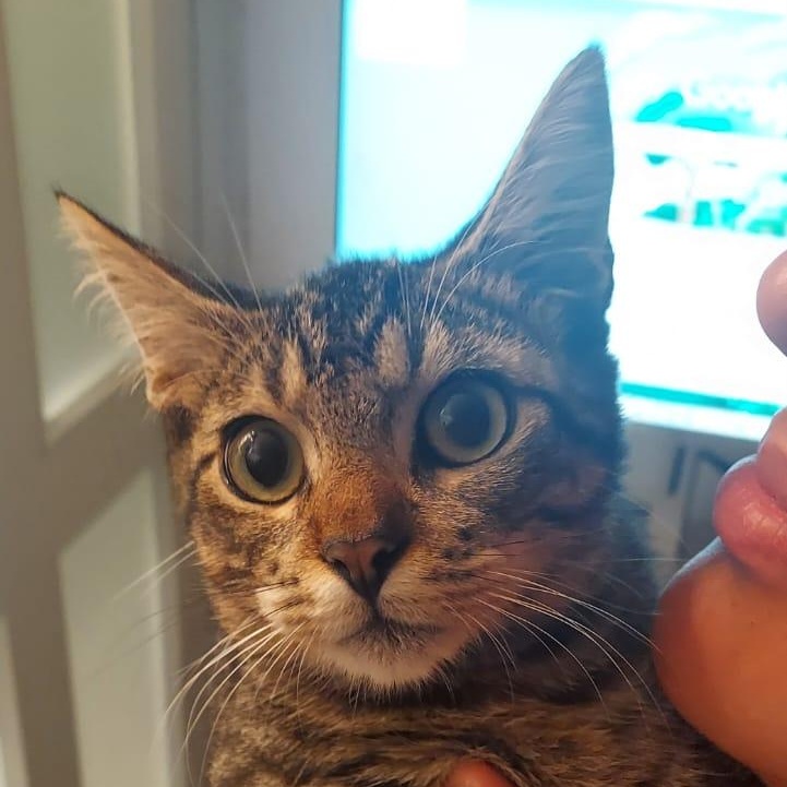 Enlarge Pixel, a Adoptable Domestic Short Hair in Aibonito, PR image 1/5