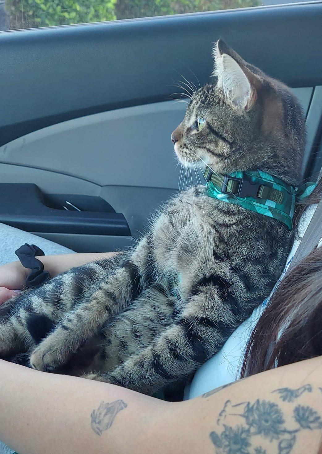 Enlarge Pixel, a Adoptable Domestic Short Hair in Aibonito, PR image 3/5