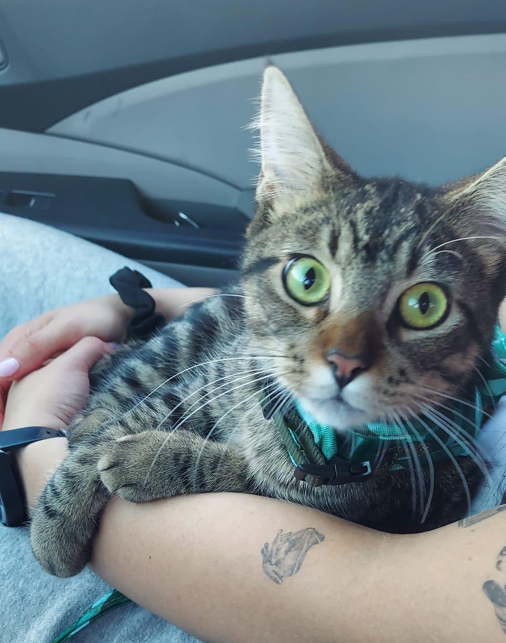 Enlarge Pixel, a Adoptable Domestic Short Hair in Aibonito, PR image 4/5