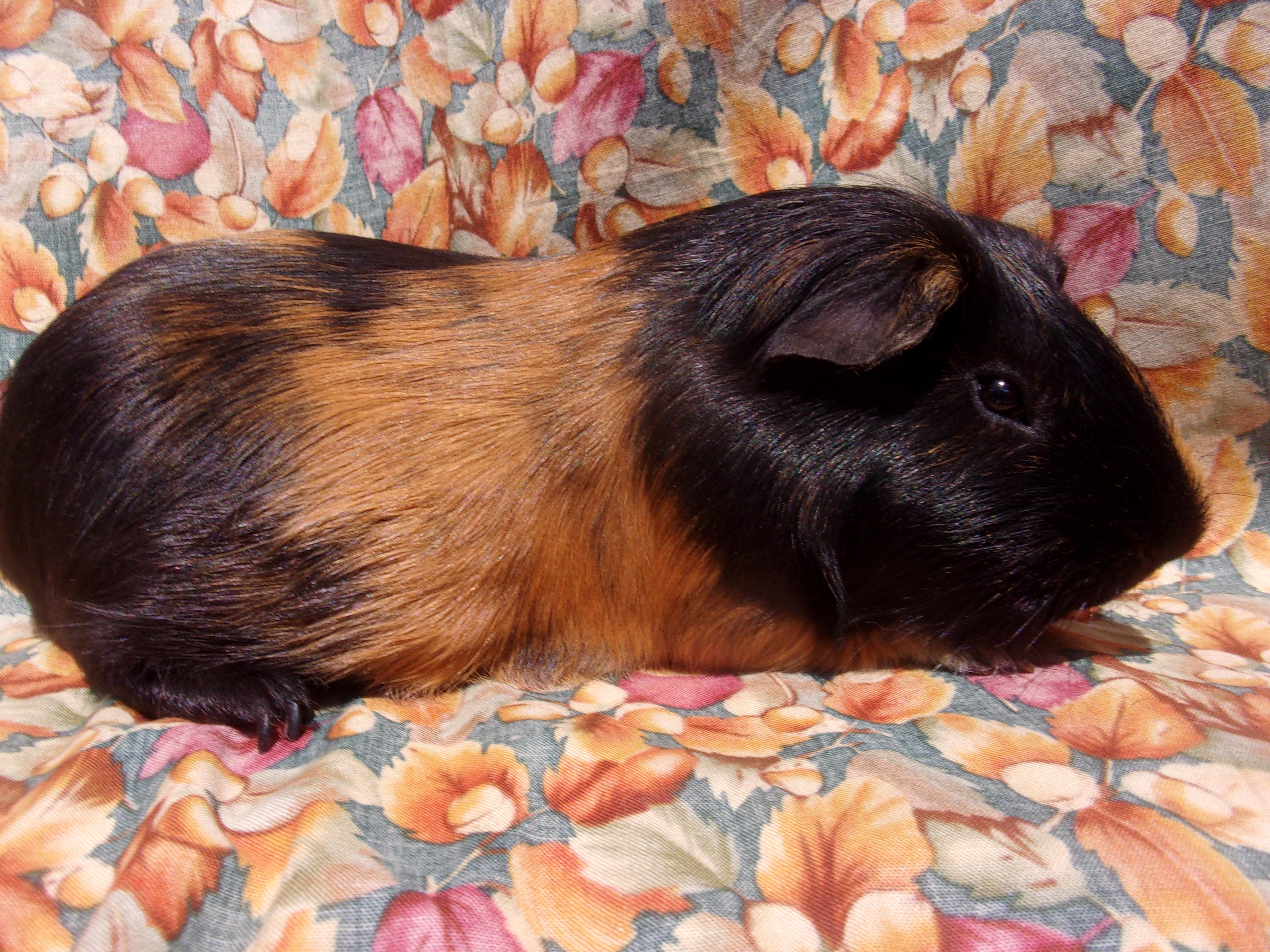 Mr. Waffles