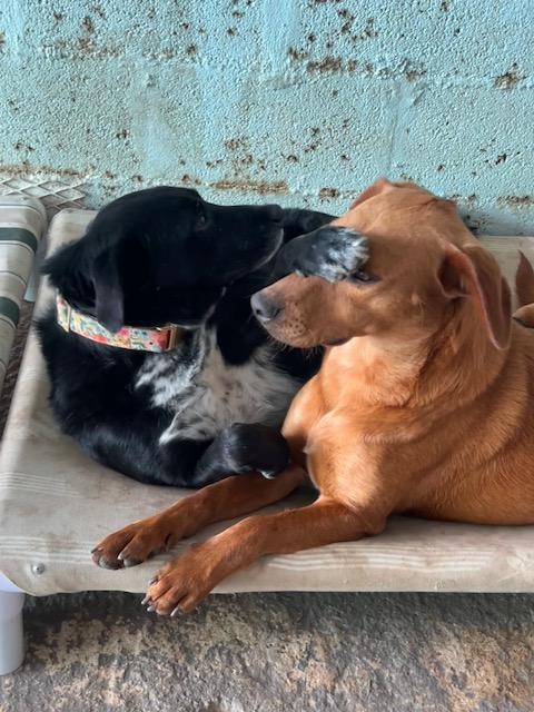 Enlarge Coco, a Adoptable Mixed Breed in Seattle, WA image 4/6