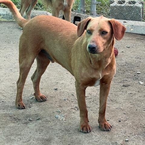 Enlarge Coco, a Adoptable Mixed Breed in Seattle, WA image 3/6