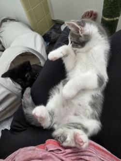 Hans, an adopted Domestic Short Hair in Boston, MA image 5/5