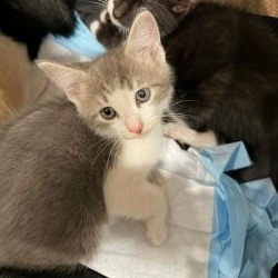 Hans, adopted, Kitten Male Domestic Short Hair.