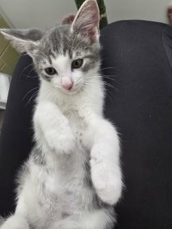 Hans, an adopted Domestic Short Hair in Boston, MA image 2/5