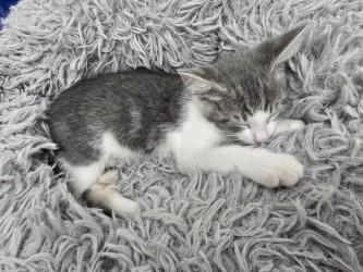 Hans, an adopted Domestic Short Hair in Boston, MA image 4/5
