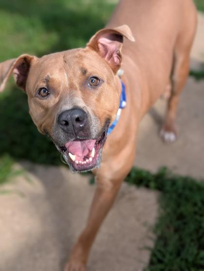 Mac, Adoptable, Adult Male Pit Bull Terrier & Mixed Breed.