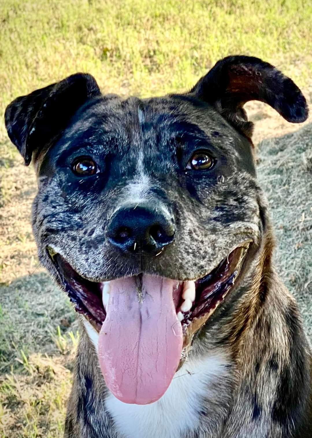 Rocky, a Adoptable Pit Bull Terrier in Memphis, TN image 2/4